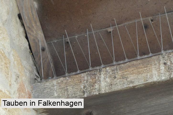 Tauben in Falkenhagen